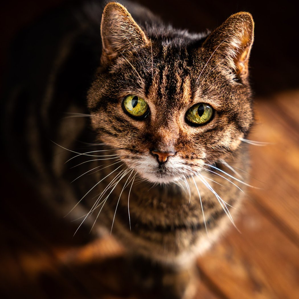 Temps de Paws 3